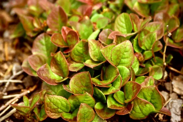 Kamchatka bilberry Vaccinium praestans