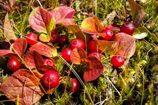 Uchichara - Vaccinium praestans Lamb