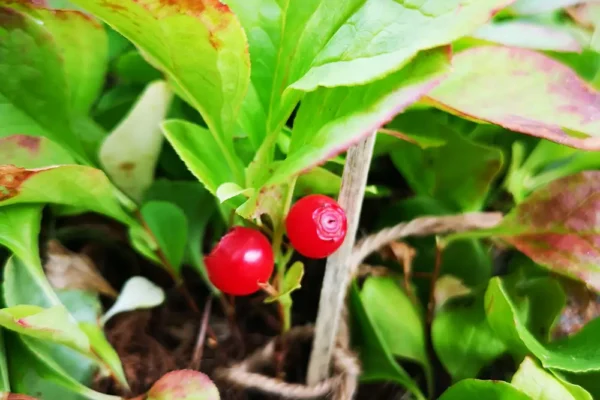 Uchichara - a rare berry for your garden