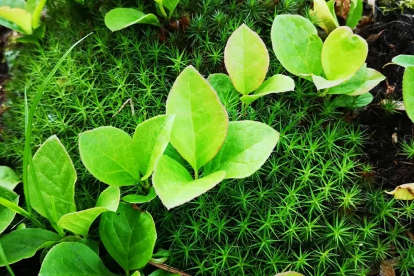 Uchichara - a unique berry of the Far East