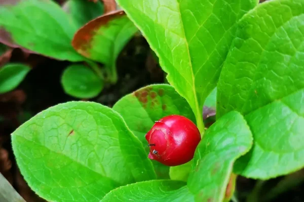 Uchichara - an exotic berry with a strong aroma
