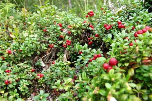 Uchichara kamchatka berry