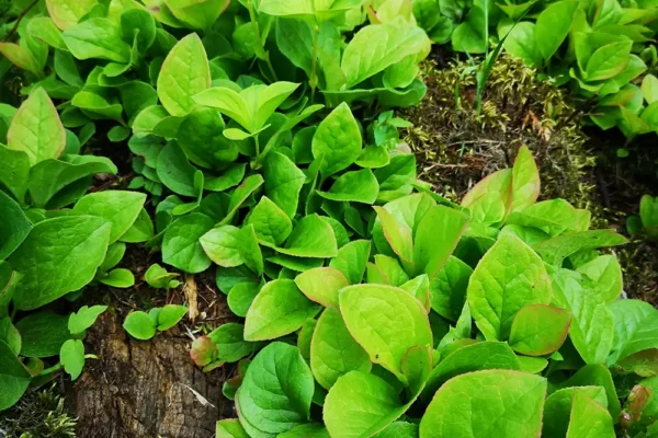 Utschitschara berry - articles