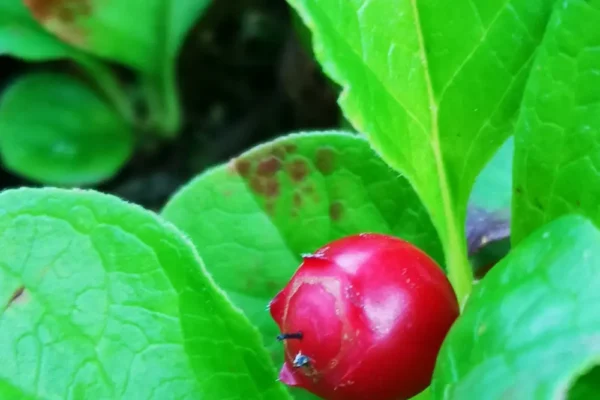 Utschitschara berry - gallery