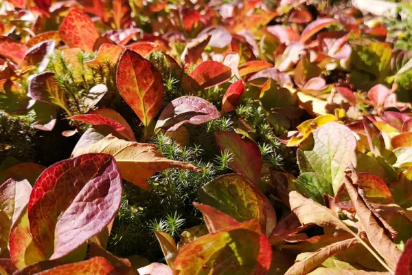Vaccinium praestans - Kamchatka bilberry