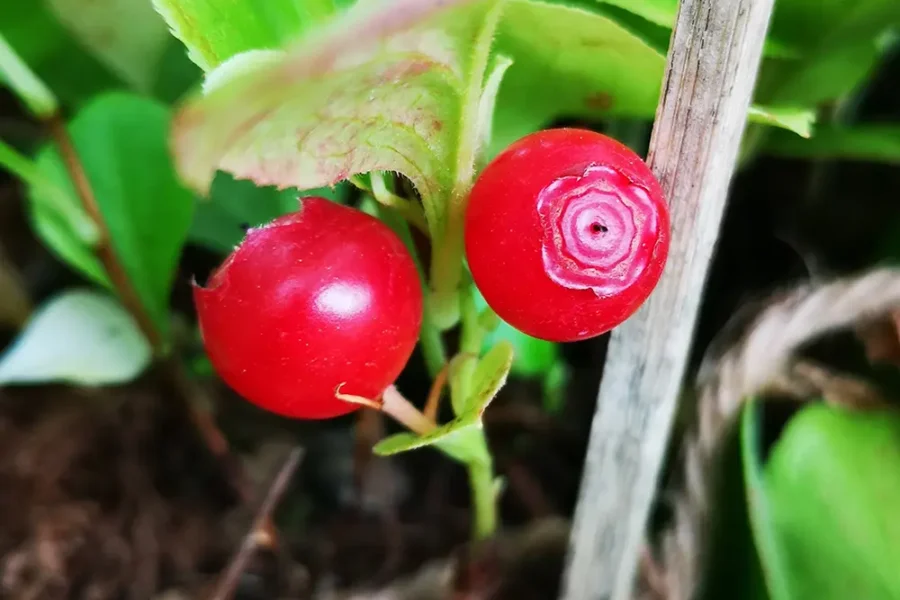 Vaccinium praestans - Учічара